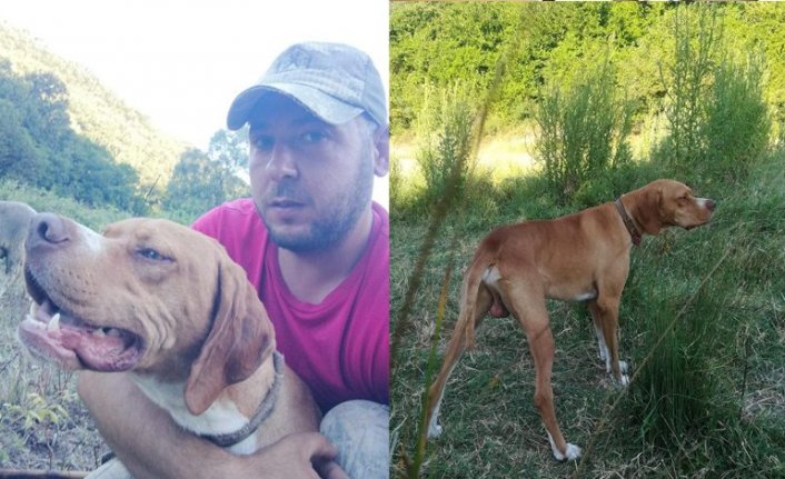 Bursa'da kayıp köpeğini bulana kuzu hediye edecek