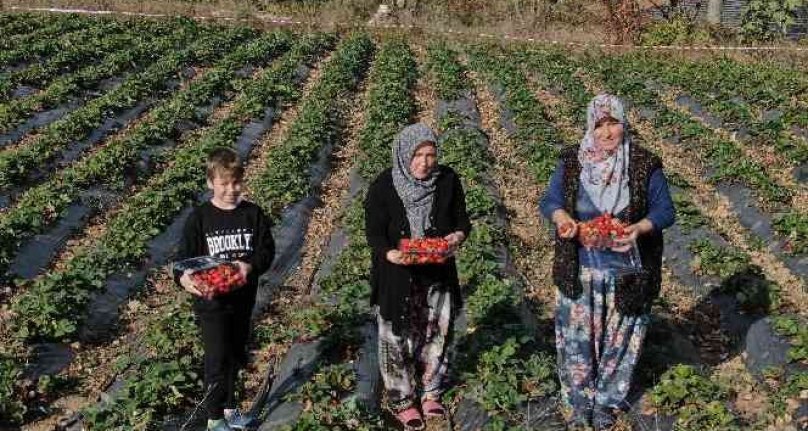 Bursa'da köylü kadınların hayatı bir fide ile değişti...