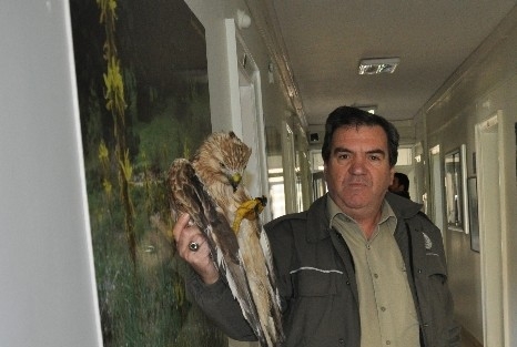 Yaralı Bulunan Şahin Tedavi İçin Bursa’ya Gönderildi