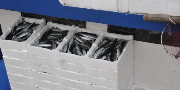 Karadeniz’den Palamut Fışkırıyor