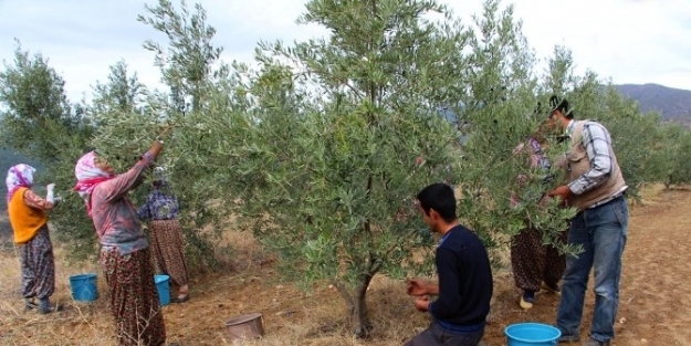 Ödemiş’te Zeytin İçin Hasat Vakti