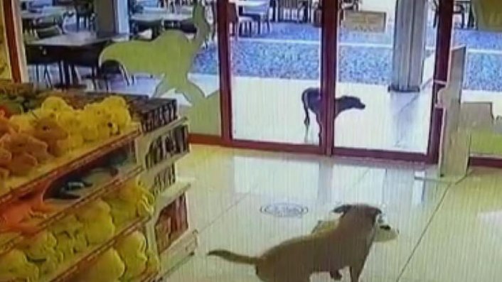 Bodrum'da sokak köpekleri, mağazadan oyuncak pelüş köpeği alıp götürdü