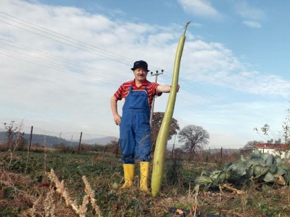 2 metrelik kabaklar şok etti