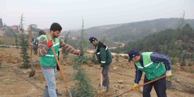 Çağdaşket’te Ağaçlandırma Seferberliği