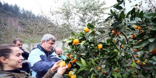 Başkan Karaosmanoğlu Ve Sporseverler Diyabet’e Dikkat Çekmek İçin Yürüdüler