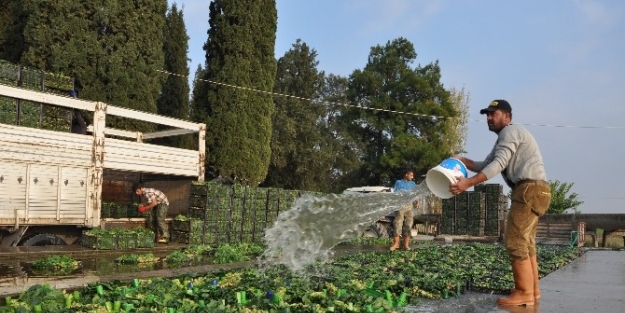 Foça’da Ispanak Hasadı Başladı