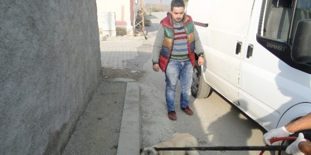 Sungurlu’da Sokak Köpekleri Toplatıldı