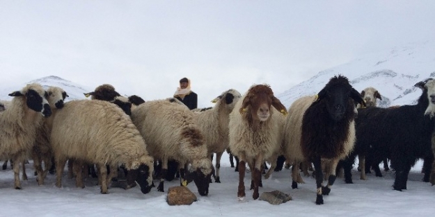 Köylülerin Tasarruf Tedbirleri