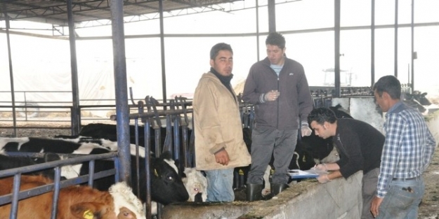 Ödemiş’te 35 Bin Düveye Brusella Aşısı