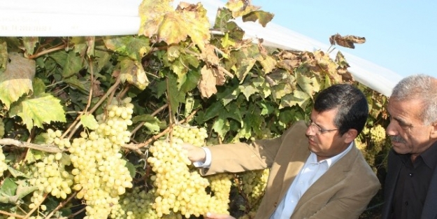Chp’li Özel Üzüm Üreticisini Yalnız Bırakmadı