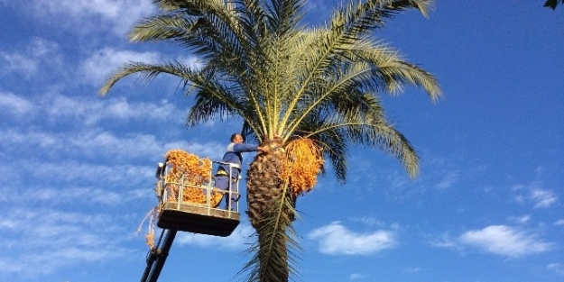 Kemer Cadde Ve Sokaklarında Sonbahar Temizliği