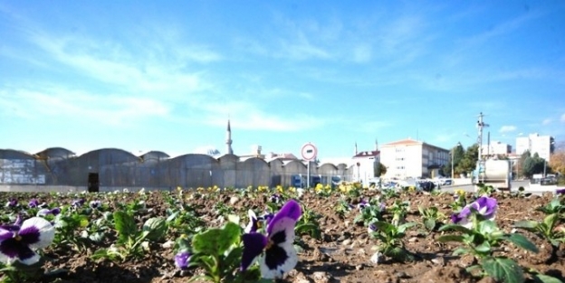Gediz Belediyesi Mevsimlik Çiçek Dikerek Kenti Güzelleştiriyor