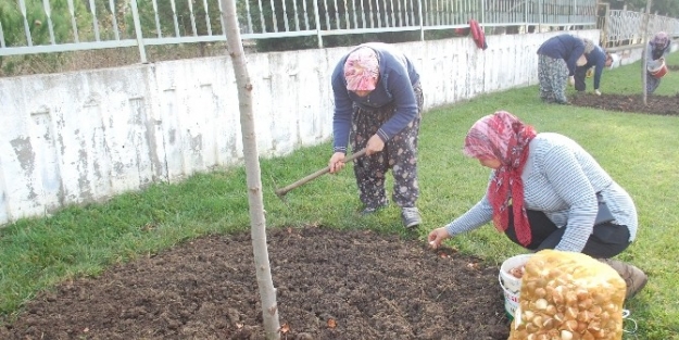 Gelibolu’da 100 Bin Lale Toprakla Buluşuyor