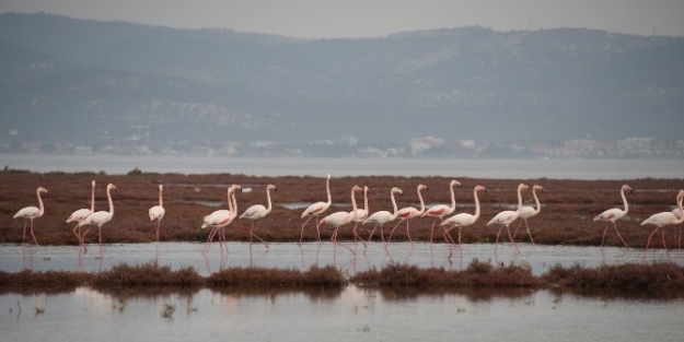 Aliağa’da’da Flamingoların Muhteşem Dansı