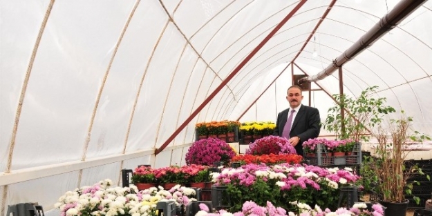 Afşin Belediyesi Sera Kurup Çiçek Üretiyor