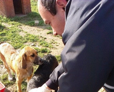 İzmit Belediyesi’nin Sokak Hayvanları Hassasiyeti