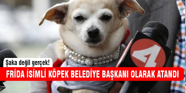 Köpek belediye başkanı seçildi!
