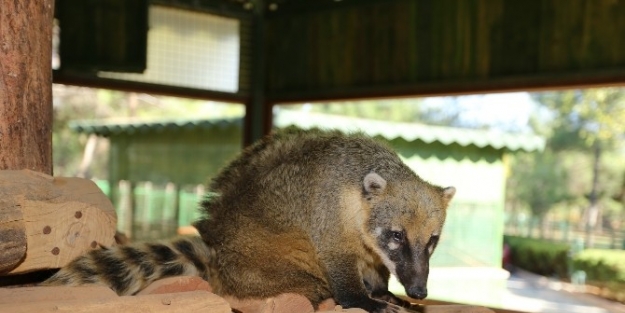 Gaziantep Hayvanat Bahçesi’ne Yeni Misafir Geldi