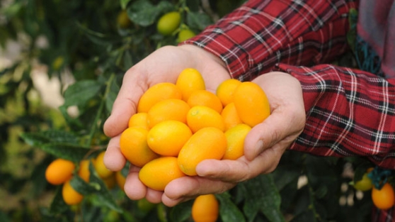 Kilosu 20 liradan satışa sunuldu