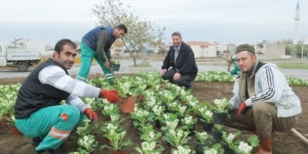 Burhaniye’de Kışlık Çiçek Dikimine Başlandı