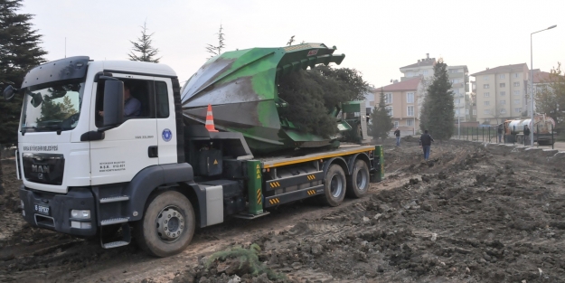 Bursa'da sökülen 50 ağaç ne oldu?