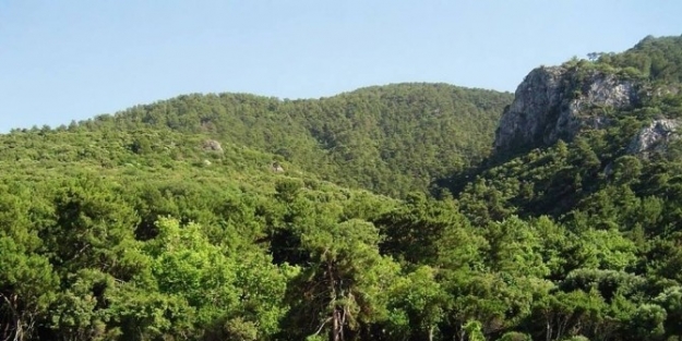 Milli Parkta Zeytin Toplama İhalesine Yürütmeyi Durdurma