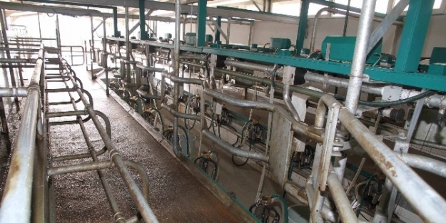 Büyükşehir, Hayvancılığın Önünü Açıyor