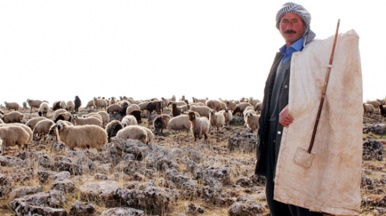 Çoban bulamadıkları için kapanacaklar!
