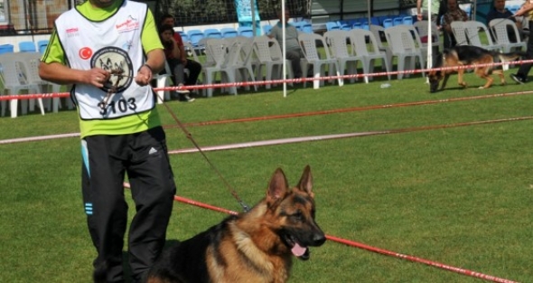 Alman çoban köpekleri Bursa'da yarışacak