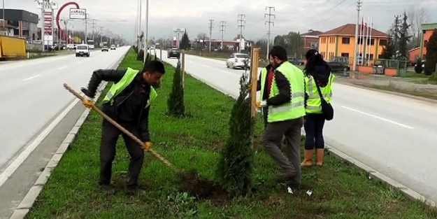 D-100 Ağaçlandırılıyor