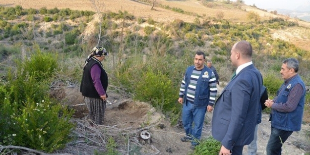 Yanan 454 Hektar Alan Tekrara Ağaçlandırılıyor