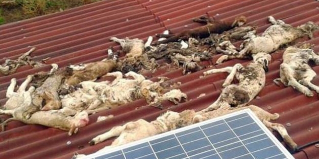 Telef olan hayvanlar halkı tedirgin ediyor