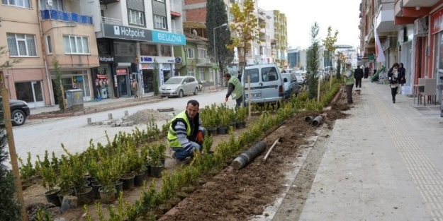 Tavşanlı’da Yeşillendirme Çalişmalari