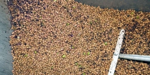 İnşaat Mühendisi Çekirdeksiz Zeytinyağı Üretti