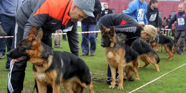 En iyi Alman köpekleri Nilüfer'de yarıştı