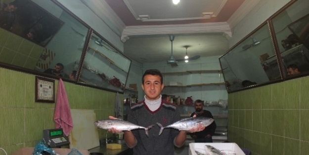 Soğuk Hava Balık Satışlarını Artırdı