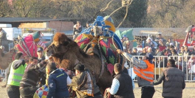 Deve Güreşi Sezonu Karpuzlu’da Renkli Başladı