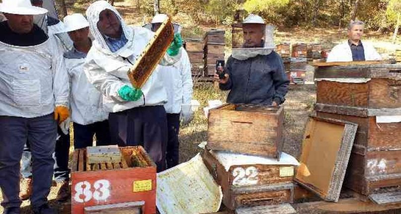 Türkiye dünyada 3.sırada.. 8 milyon koloni var