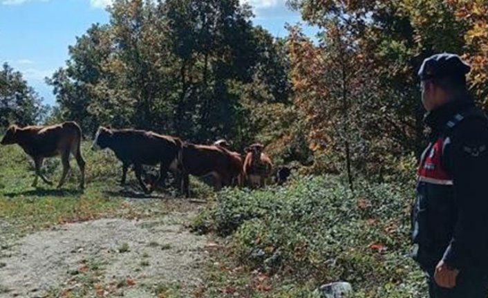 Bursa'da kaybettiği hayvanları jandarma buldu