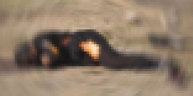 Yakılmış 2 erkek cesedi bulundu