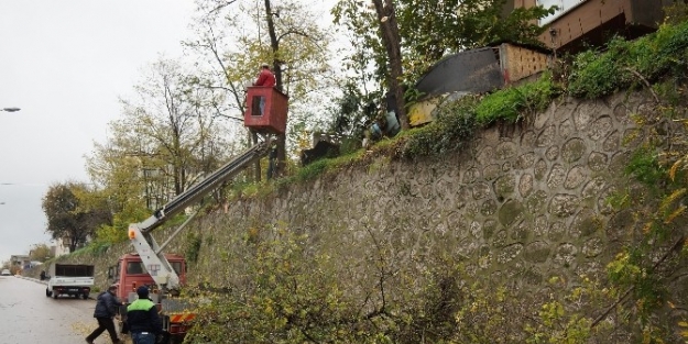 Körfez Belediyesi Ağaçları Buduyor