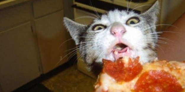 Yemeğini yiyen kedisini boğmaya kalktı!