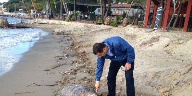 Kuşadası’nda Bir Caretta Caretta Ölüsü Daha