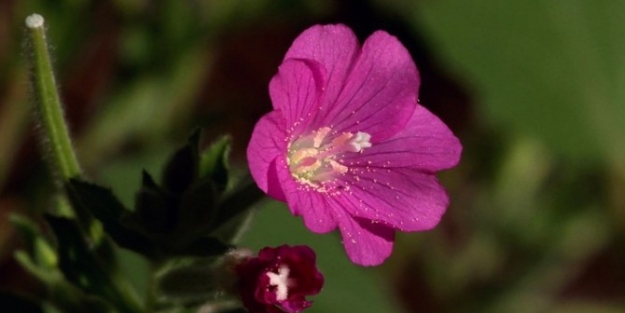 İdrar Kaçırma Probleminden Yakı Otu İle Kurtulun