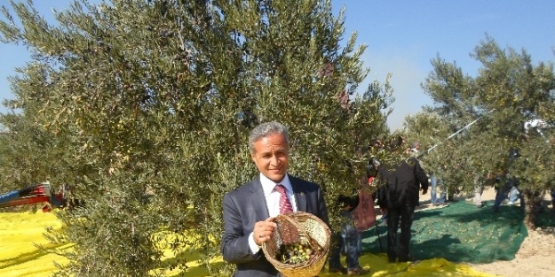 Yurttaş, Zeytin Üretimine Dikkat Çekti