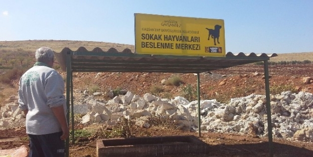Sokak Köpeklerine Sahip Çikiliyor