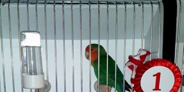 Gönen’in Kuşları Yarışmadaki Madalyaları Kaptı