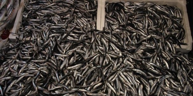 Balıkçının Yüzünü Karadeniz Hamsisi Güldürüyor