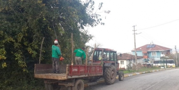 Arslanbey Yollarında Budama Çalişmasi