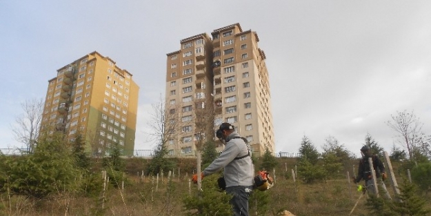 Tırpan Çalişmalarinda Sona Gelindi